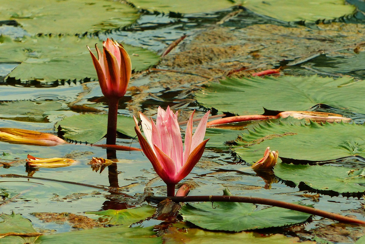 heviz hungary thermal spring free photo