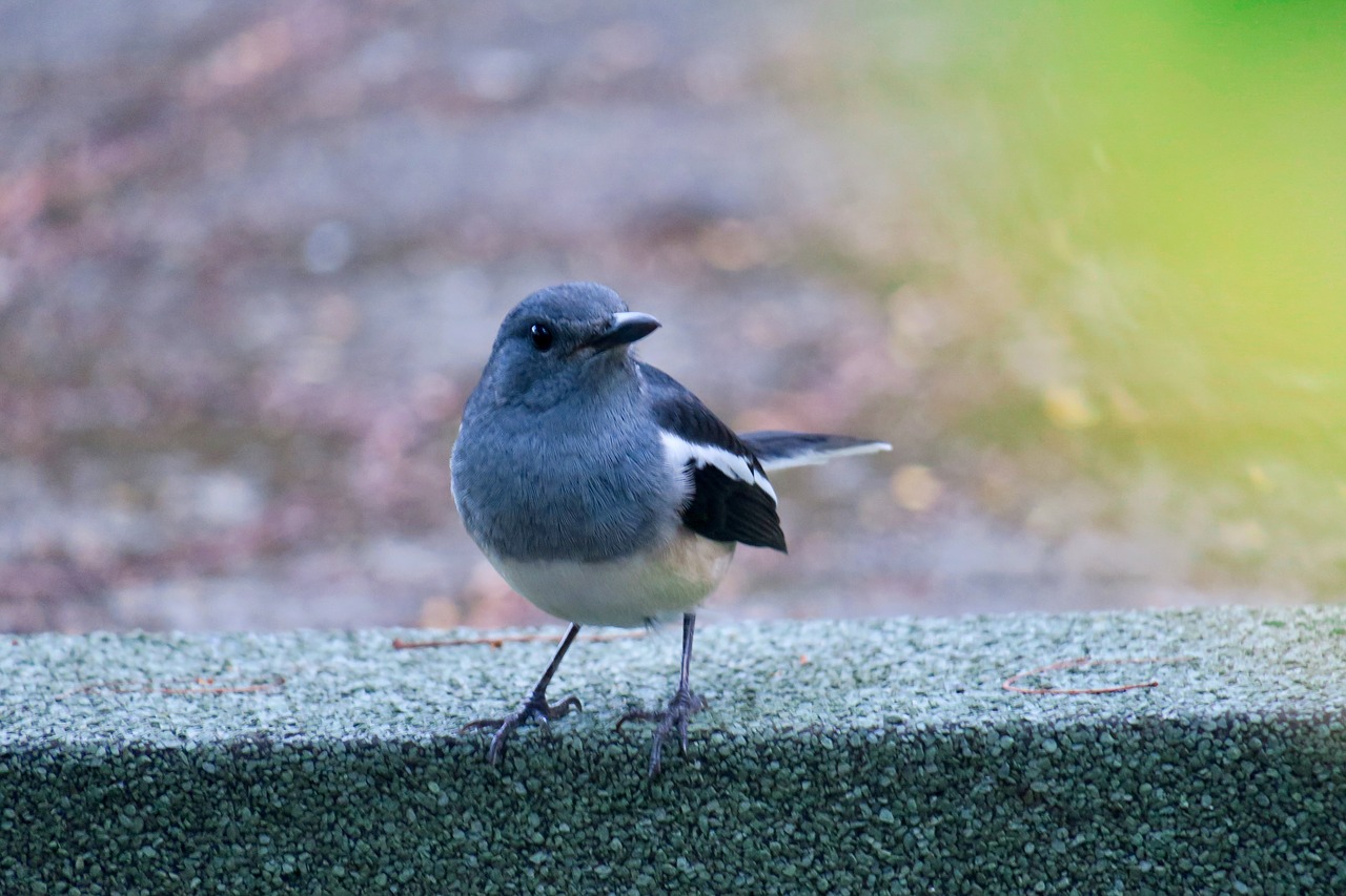 hi finch  bird  feather free photo