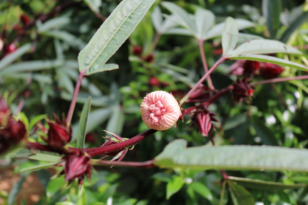 bup flower vinegar hibiscus bud free photo