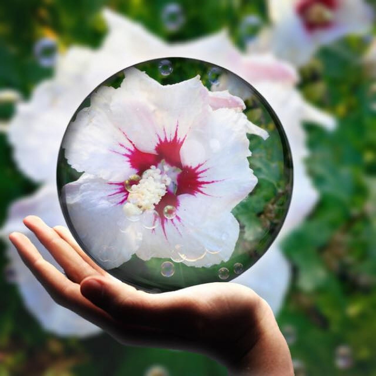 hibikus hand blossom free photo