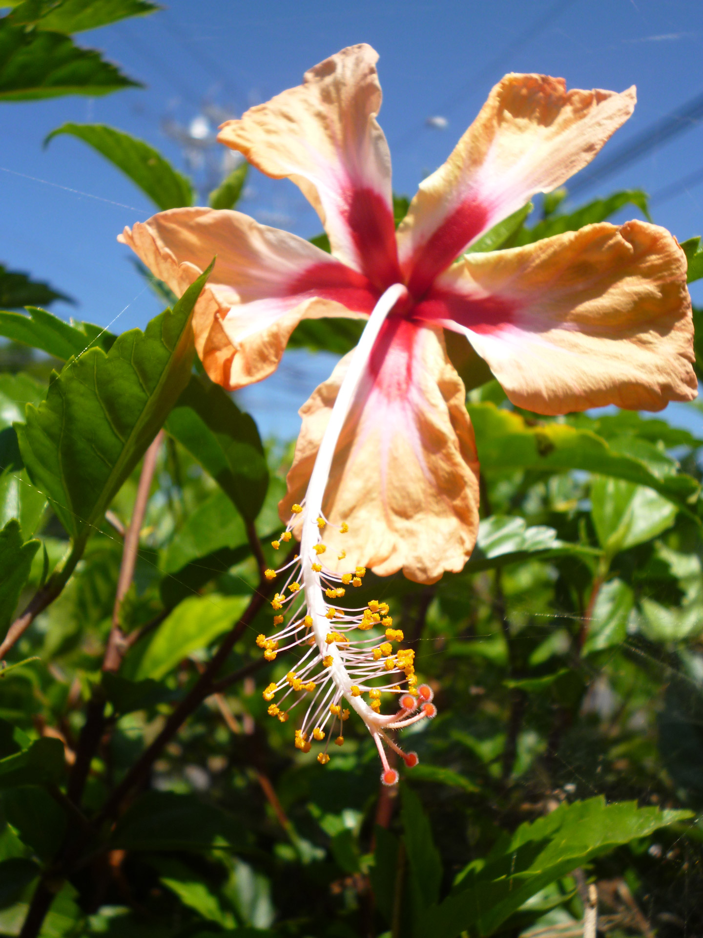 flower hibiscus orange free photo