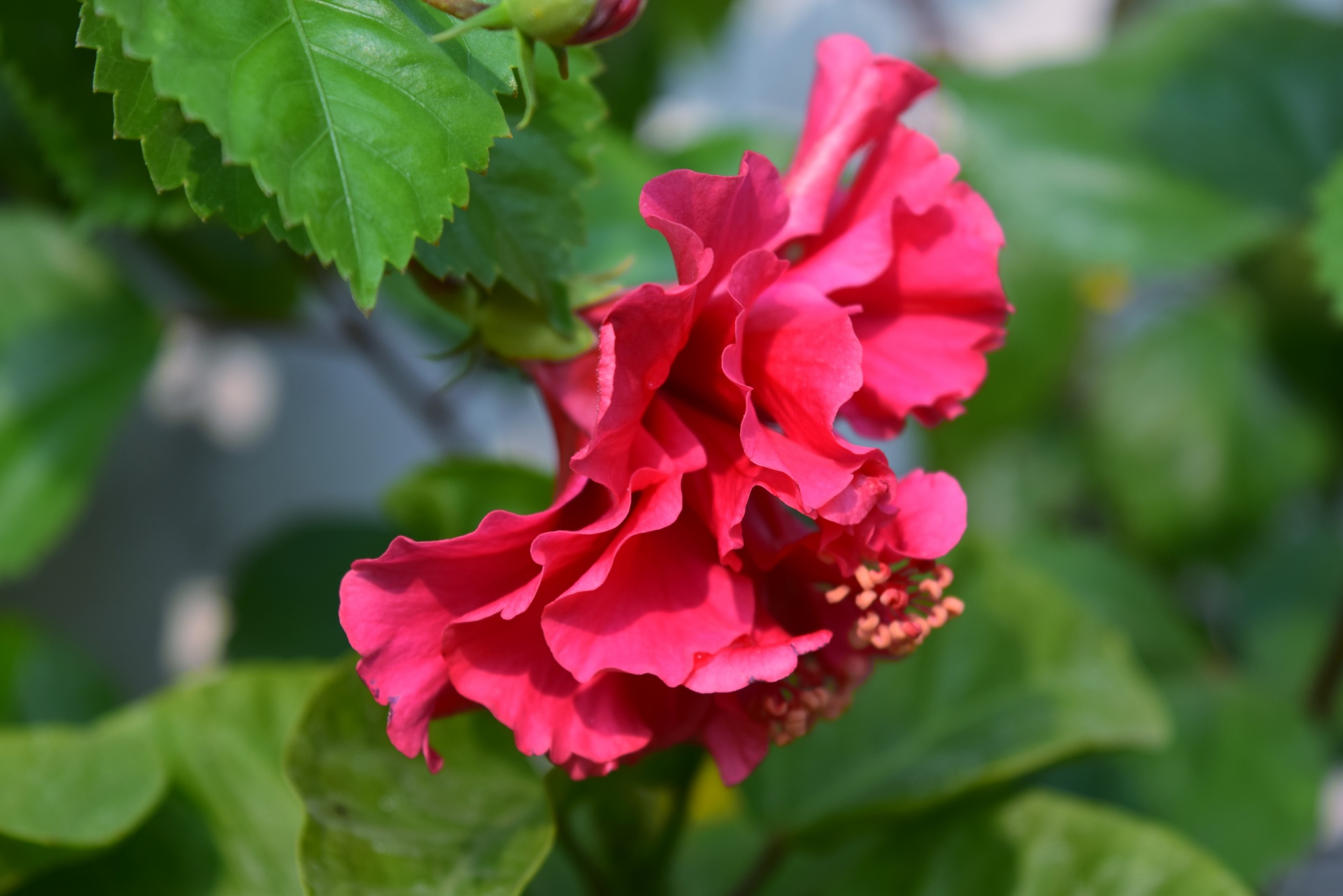 hibiscus flower nature free photo