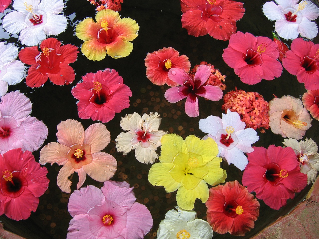 hibiscus pond flower free photo