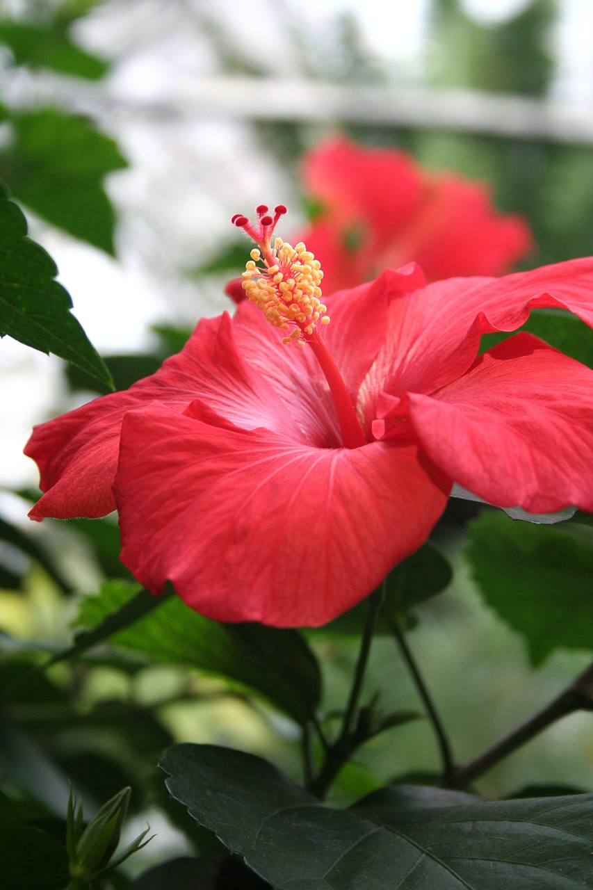 hibiscus red hibiscus red flower free photo