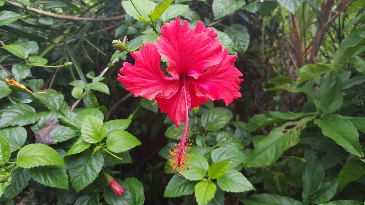 hibiscus flower tropical flowers free photo