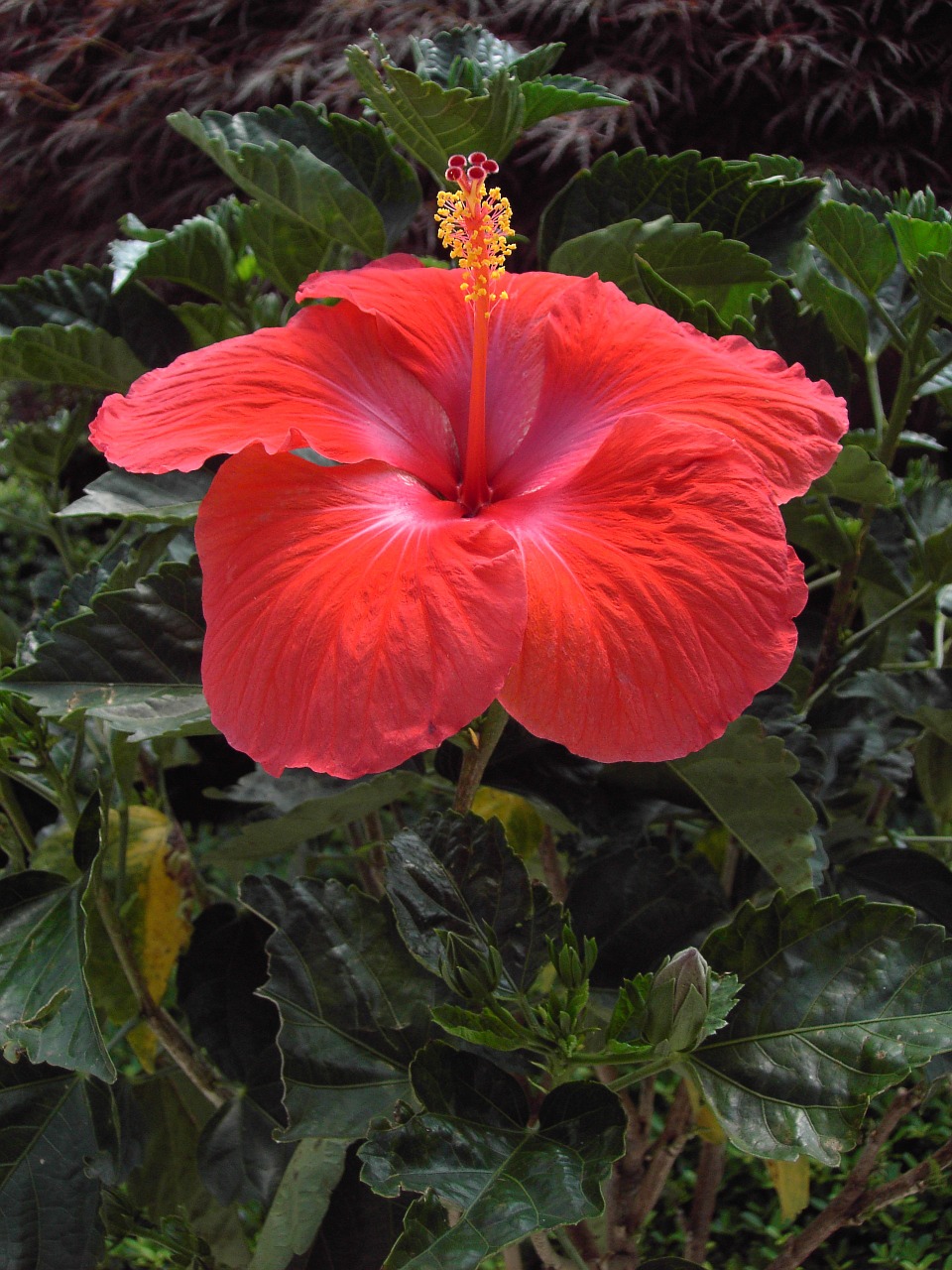 hibiscus flower blossom free photo