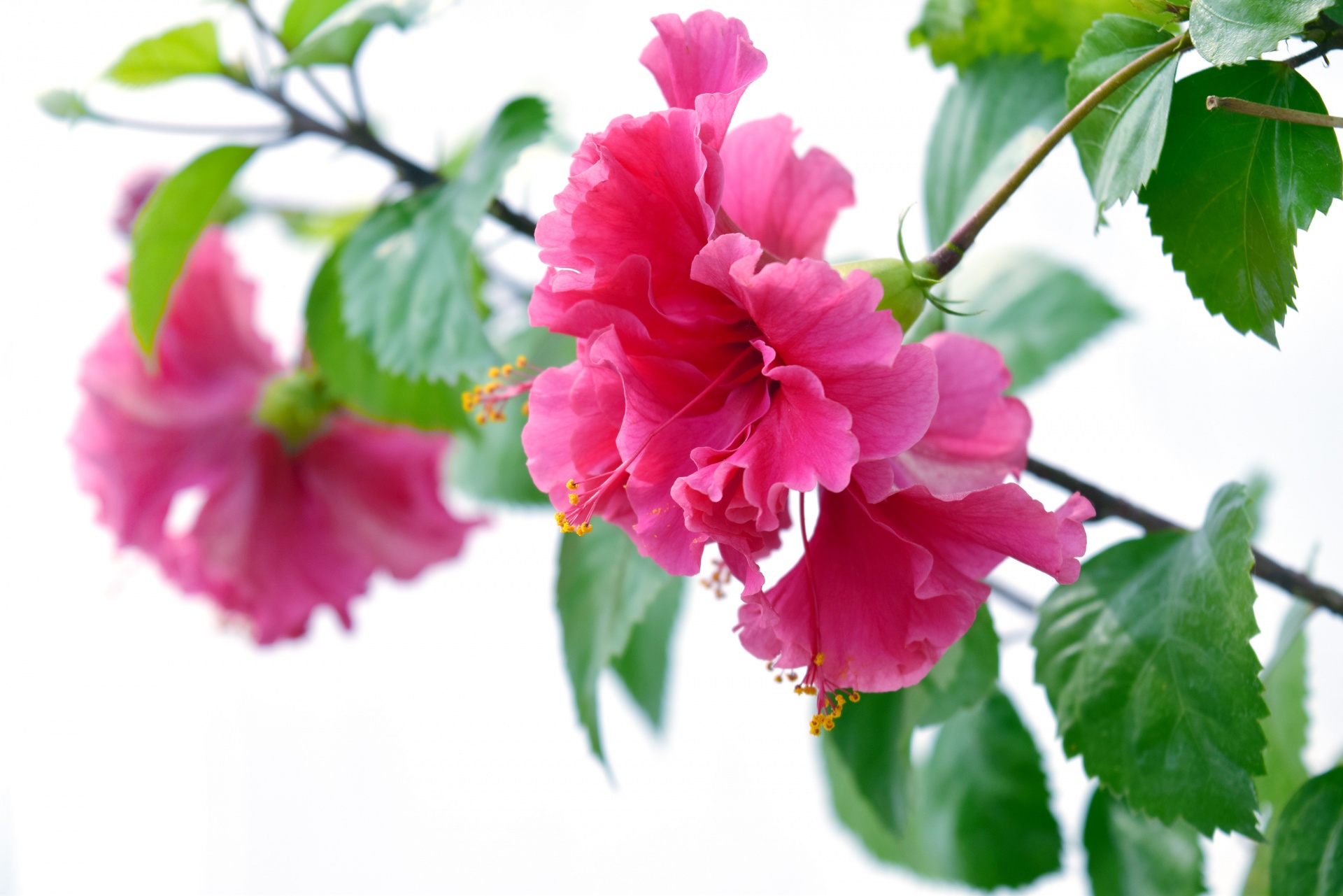 hibiscus macro flower free photo