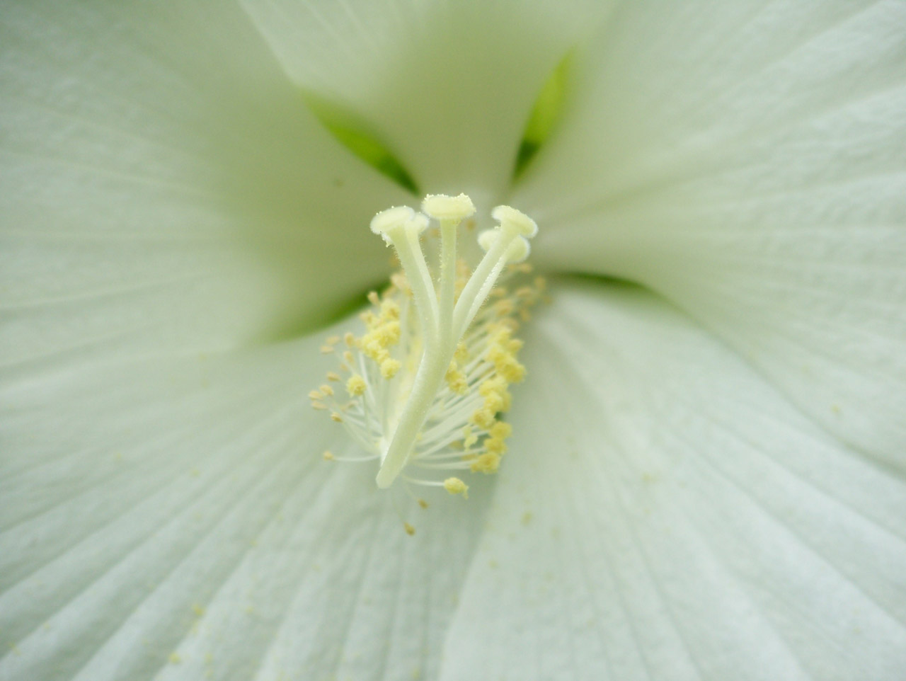 white hibiscus flower free photo