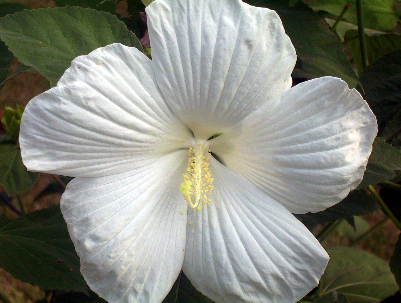 white hibiscus flower free photo