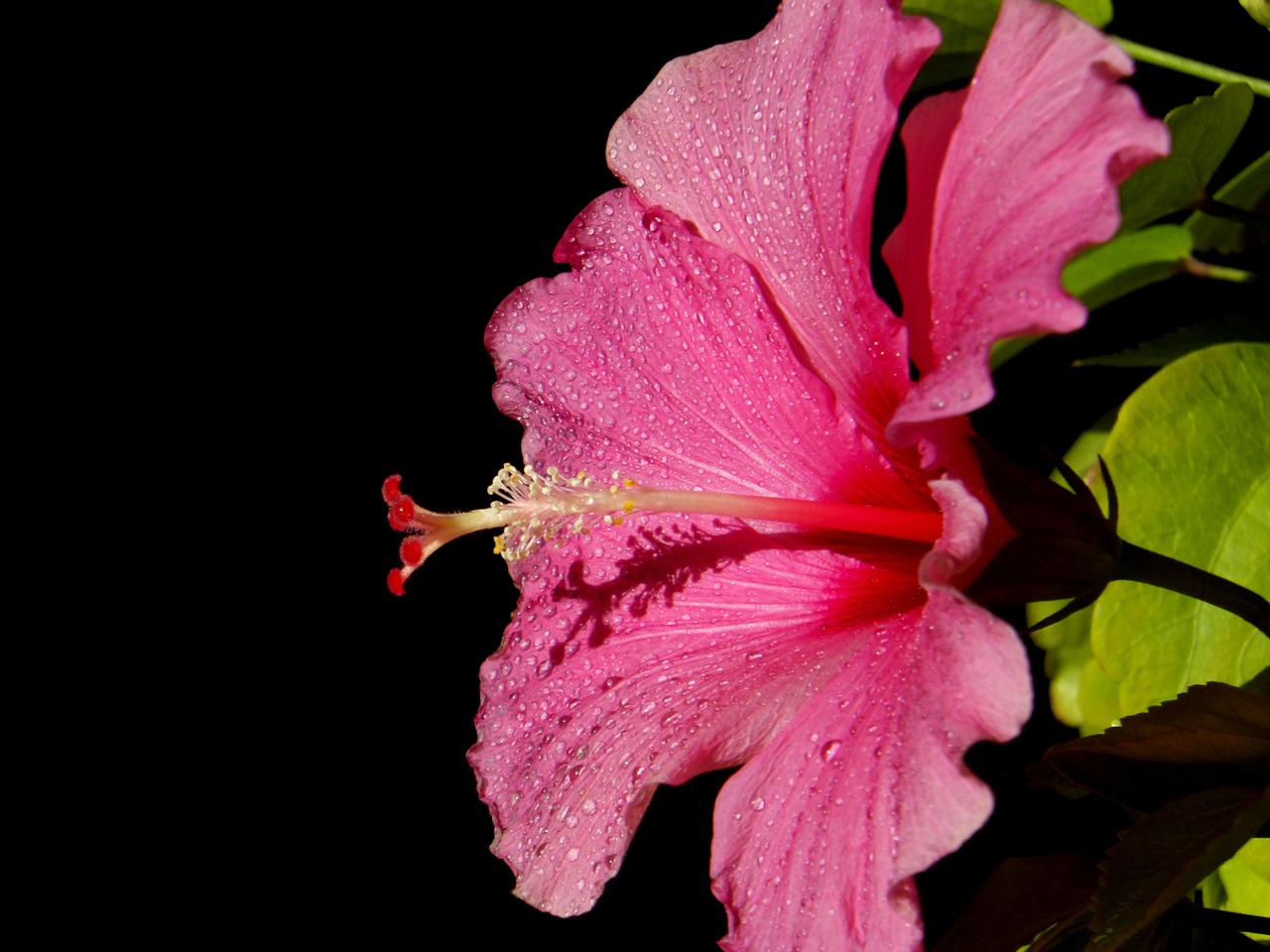 hibiscus hawaiblomst pink free photo