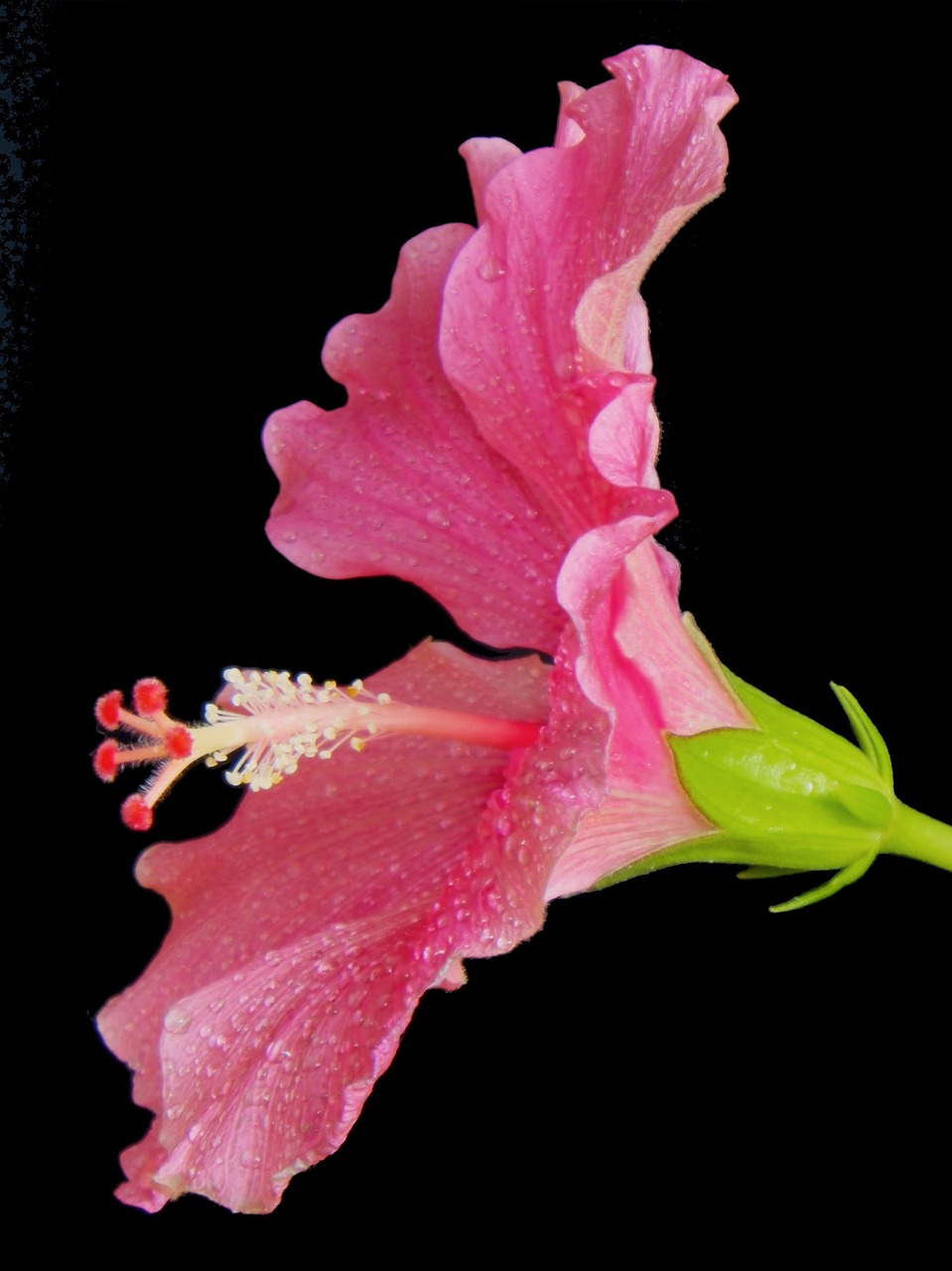 hibiscus hawaiblomst pink free photo