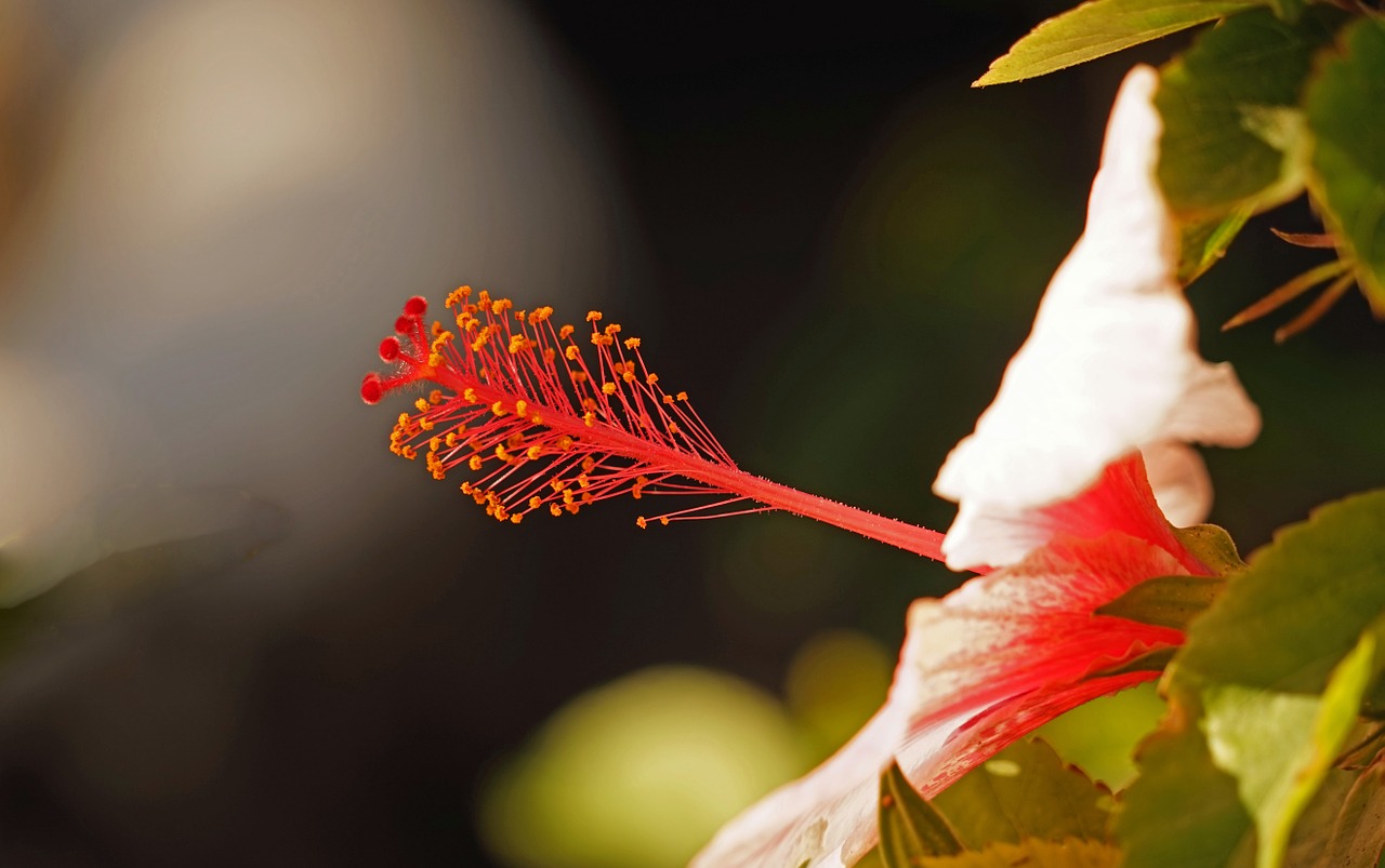 hibiscus blossom bloom free photo