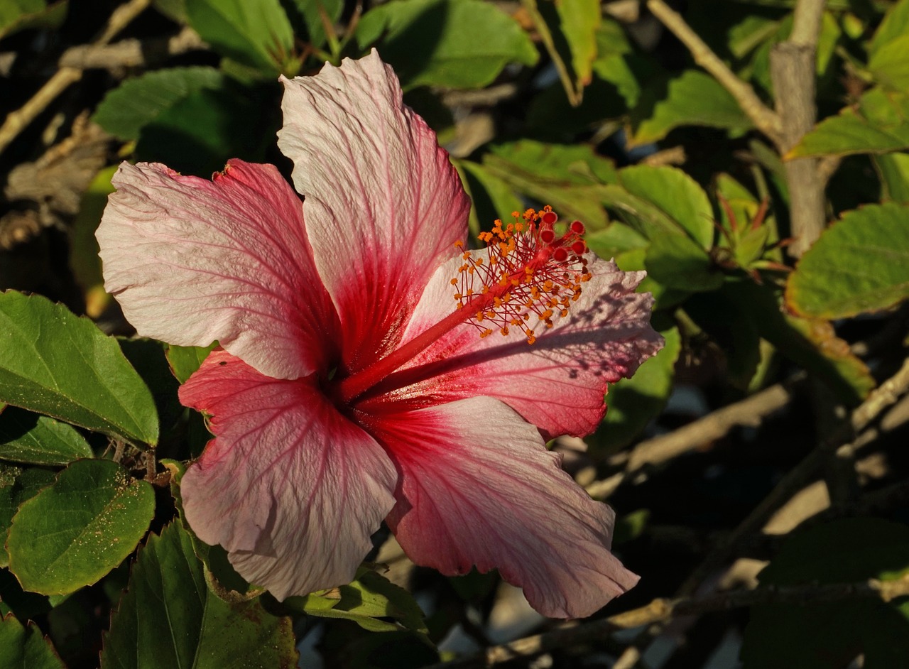 hibiscus purple pink free photo