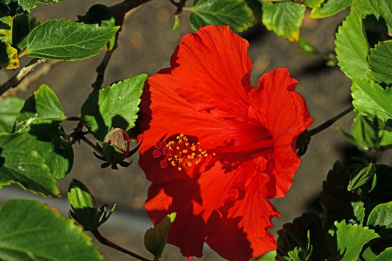 hibiscus blossom bloom free photo