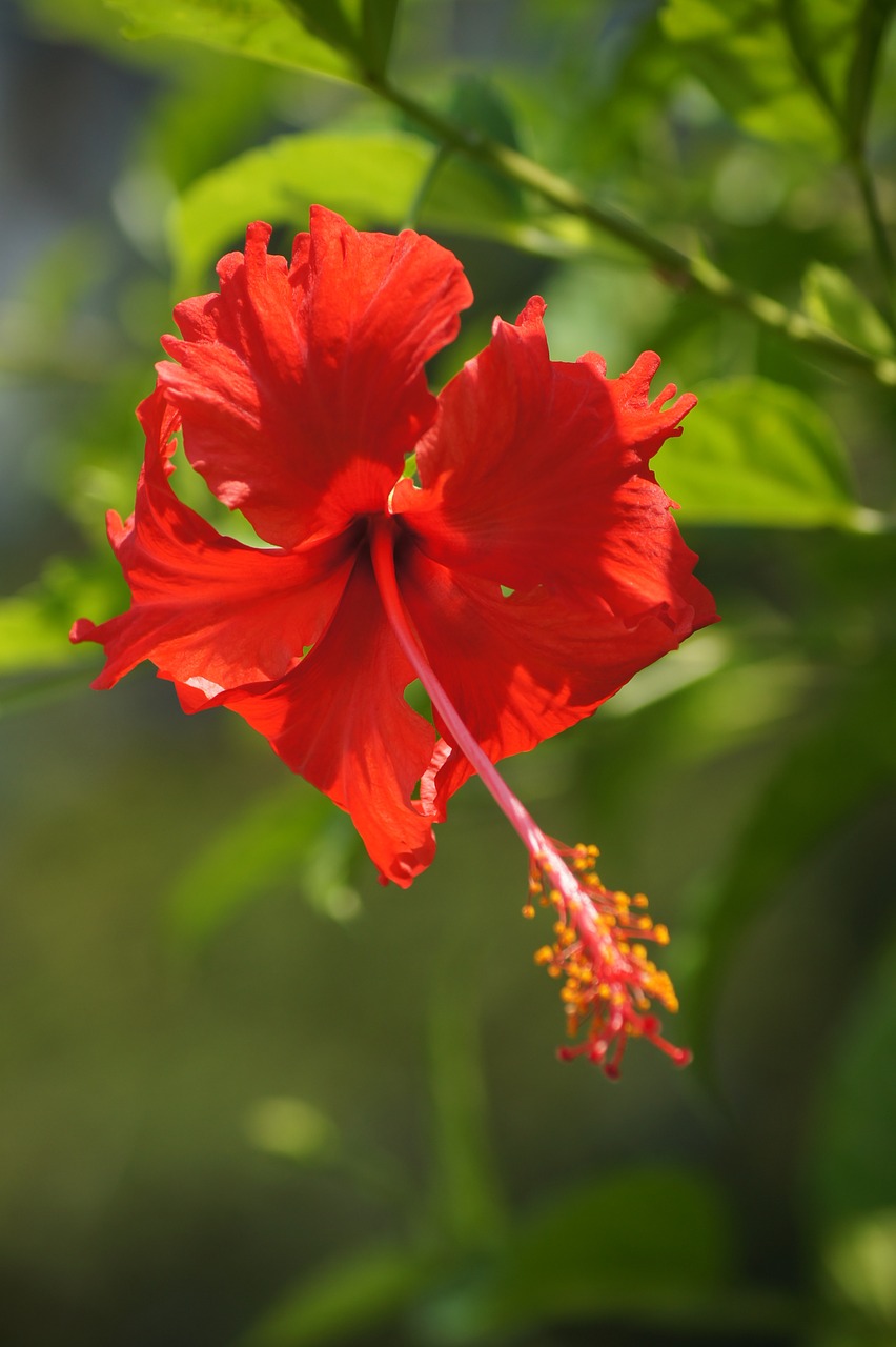 hibiscus flower bloom free photo