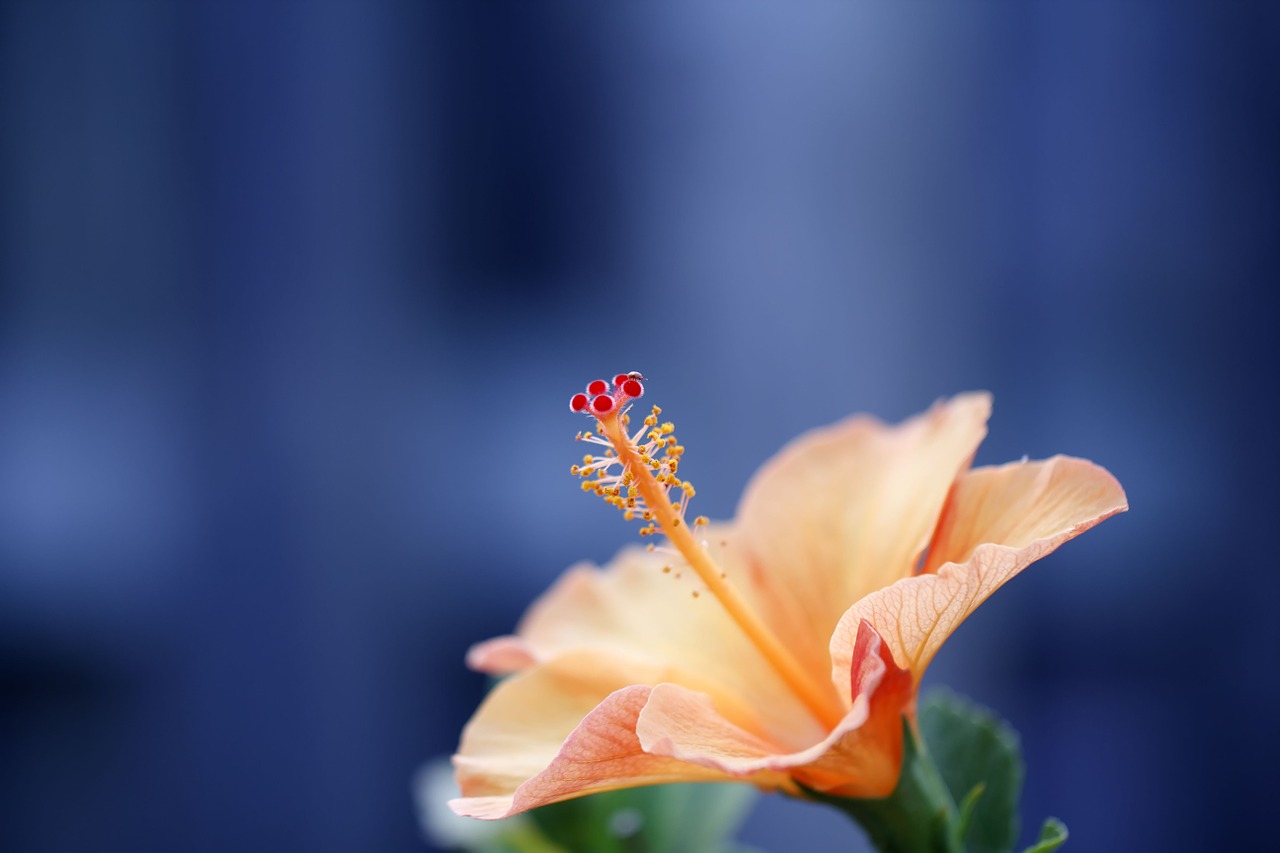 hibiscus closeup isolated free photo