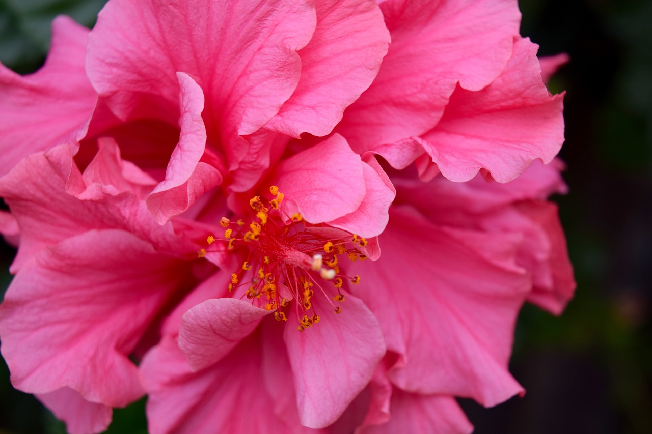 hibiscus macro pink free photo