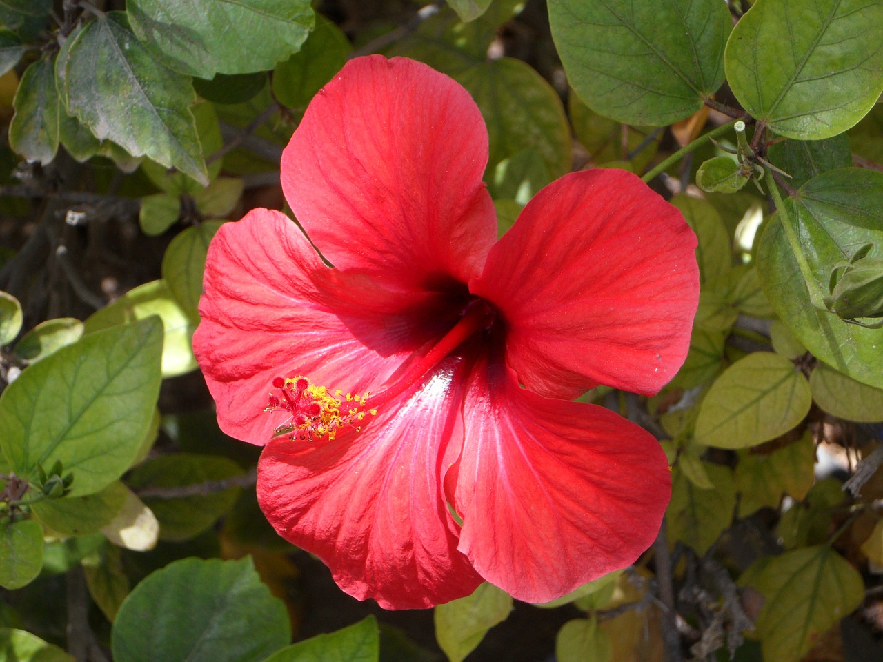 hibiscus red blossom free photo