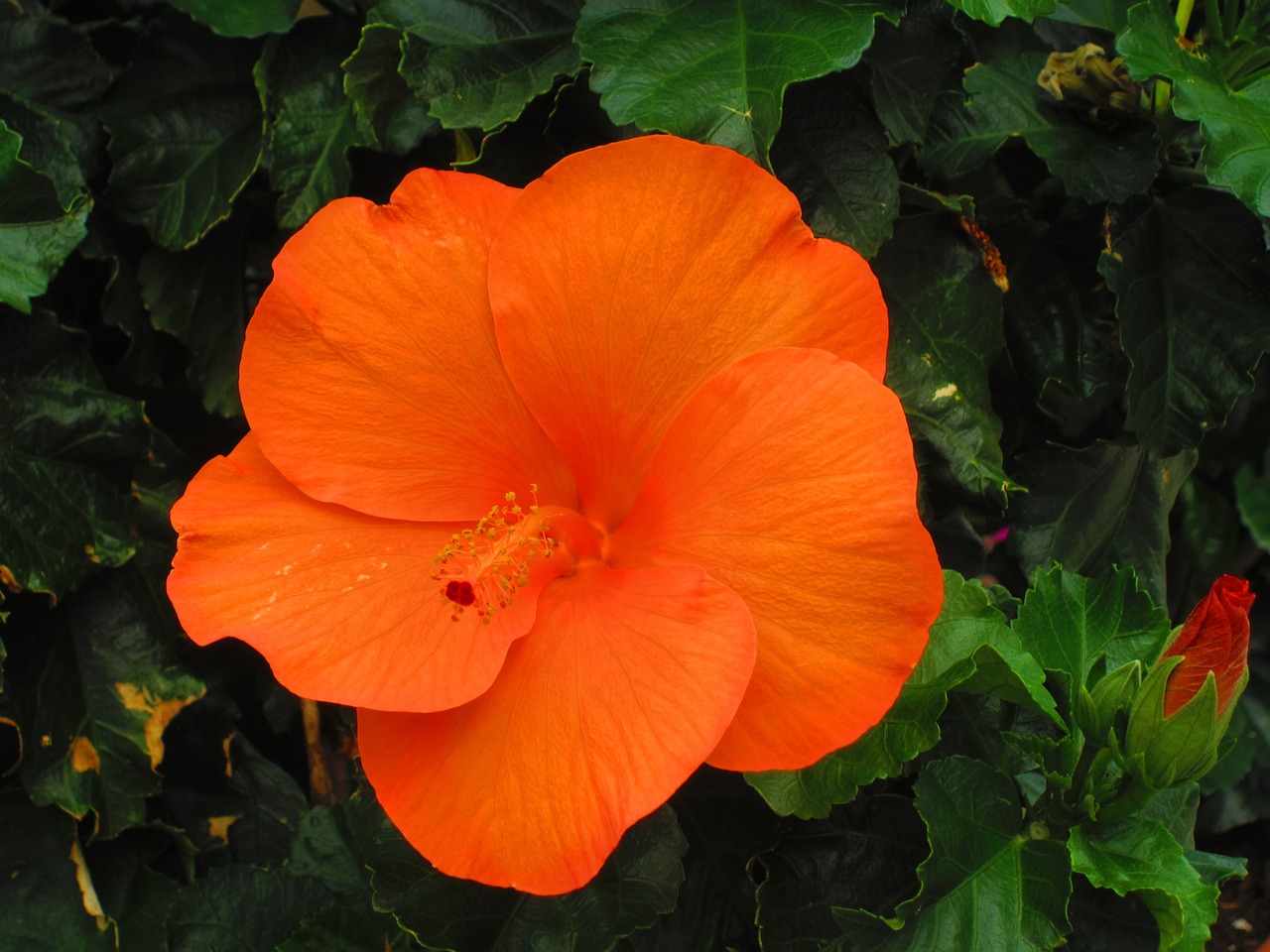 hibiscus orange vibrant free photo