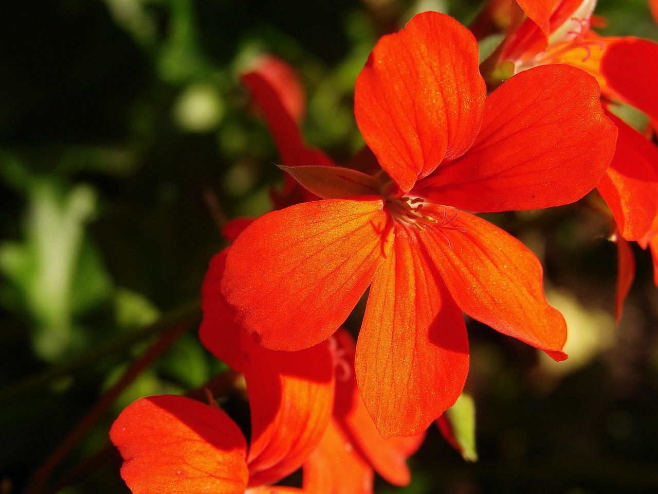 geranium red flowers flowers free photo