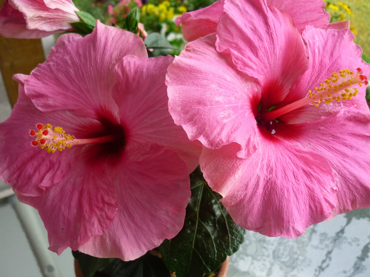 Download free photo of Hibiscus,hibiscus flower,pink hibiscus flower ...