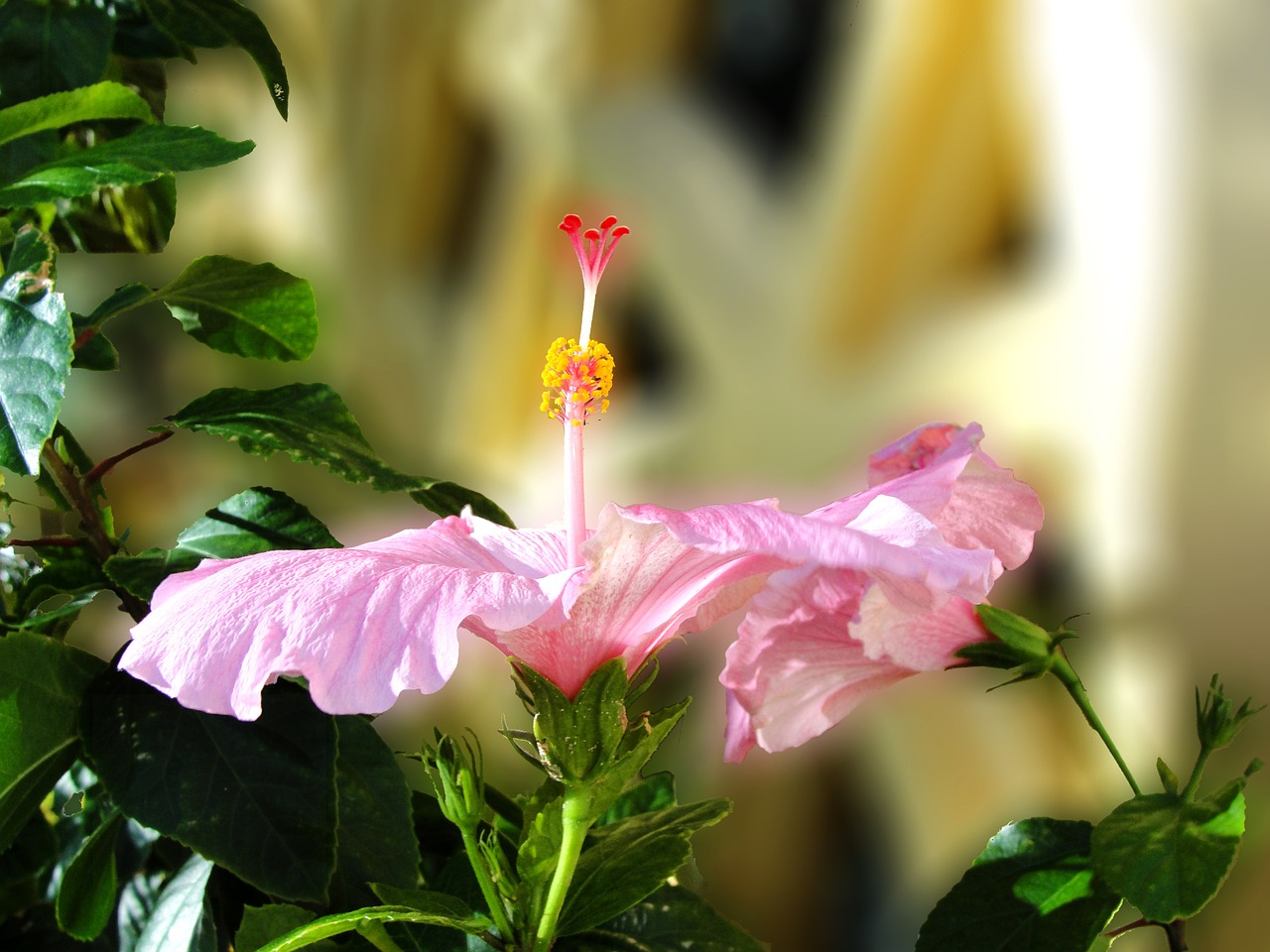 hibiscus flower pink free photo