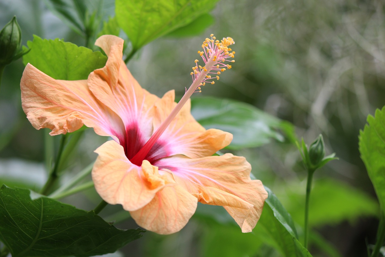 hibiscus exotic tropical free photo