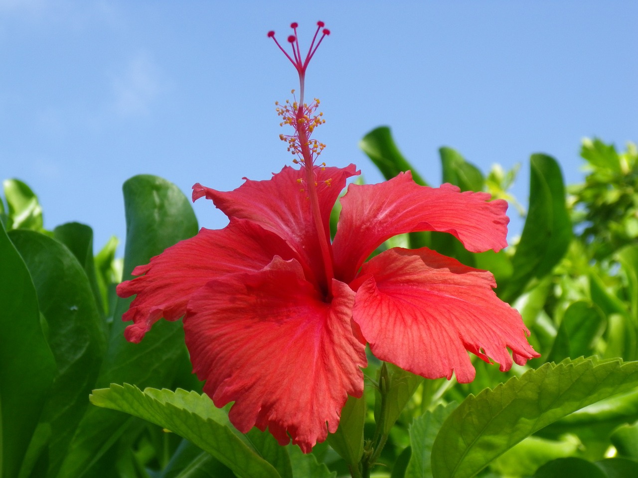 hibiscus red bloom free photo