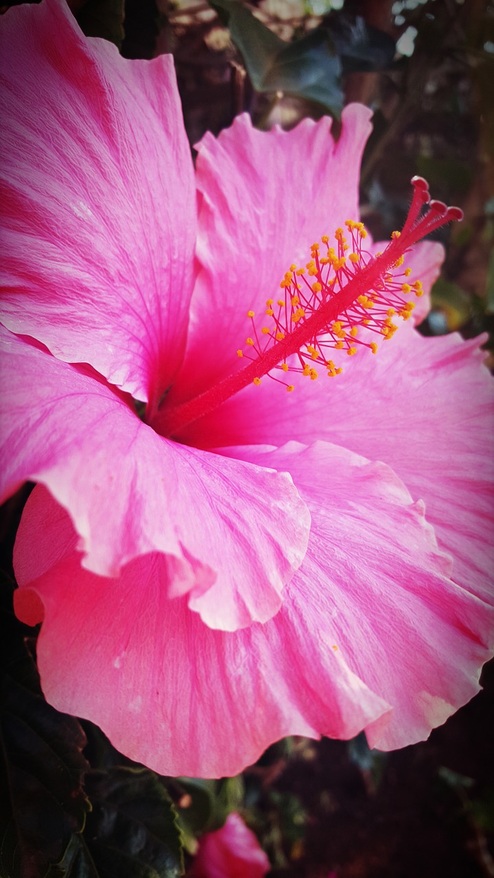 hibiscus flower pink free photo