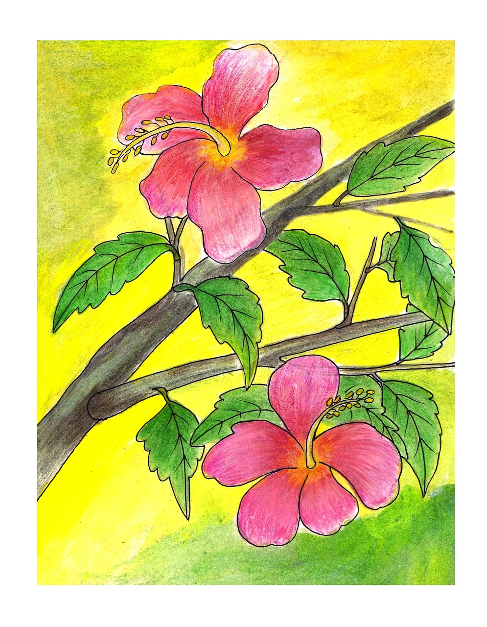 hibiscus flower illustration plant free photo