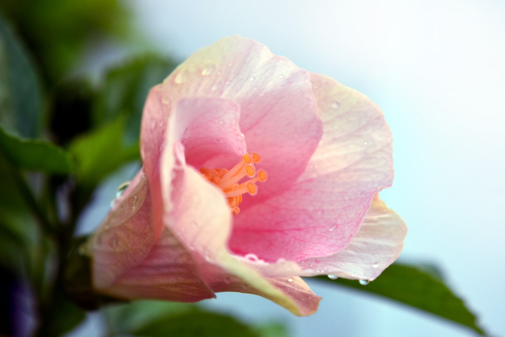 hibiscus flower nature free photo