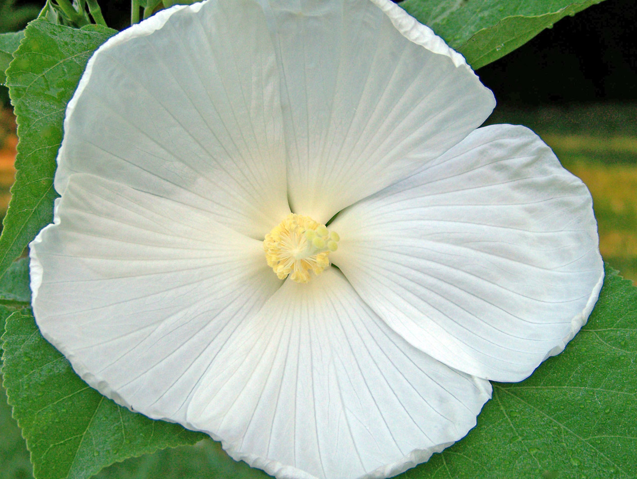 hibiscus white flower free photo