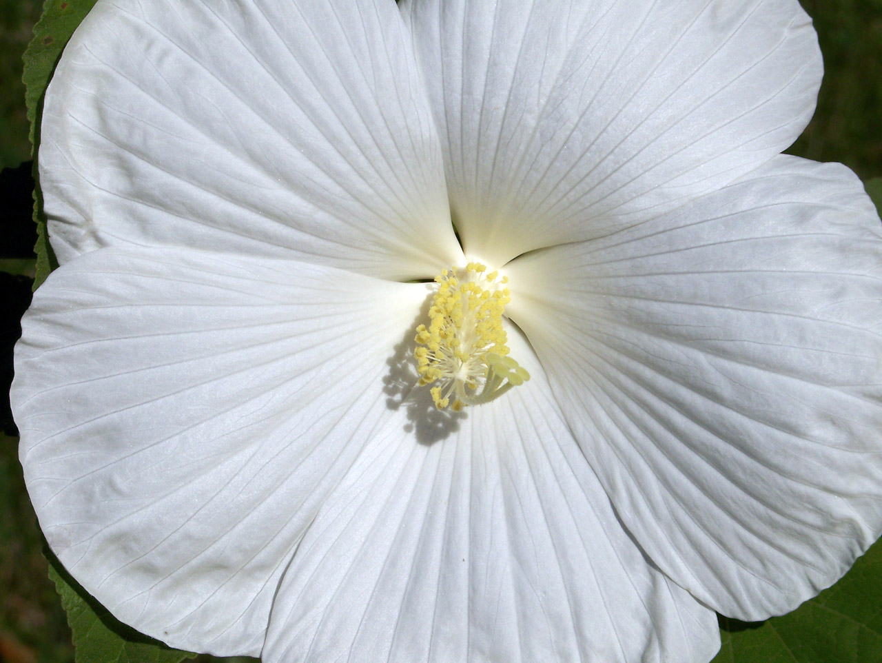 hibiscus white flower free photo