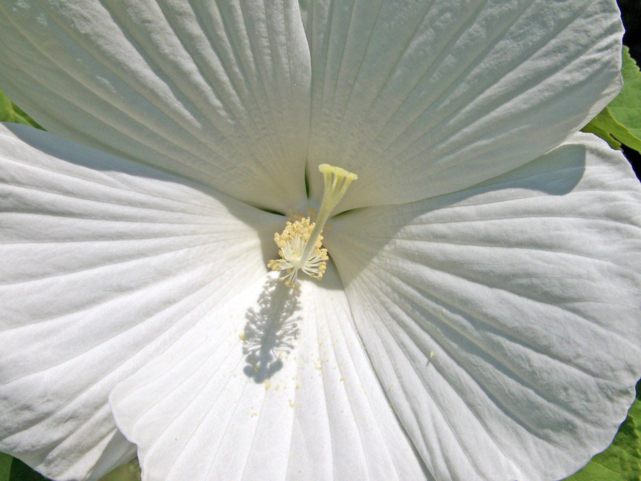 hibiscus white flower free photo