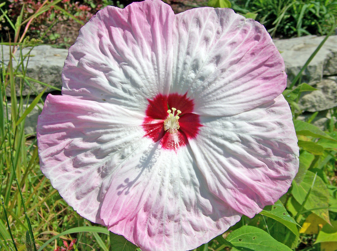 hibiscus pink white free photo