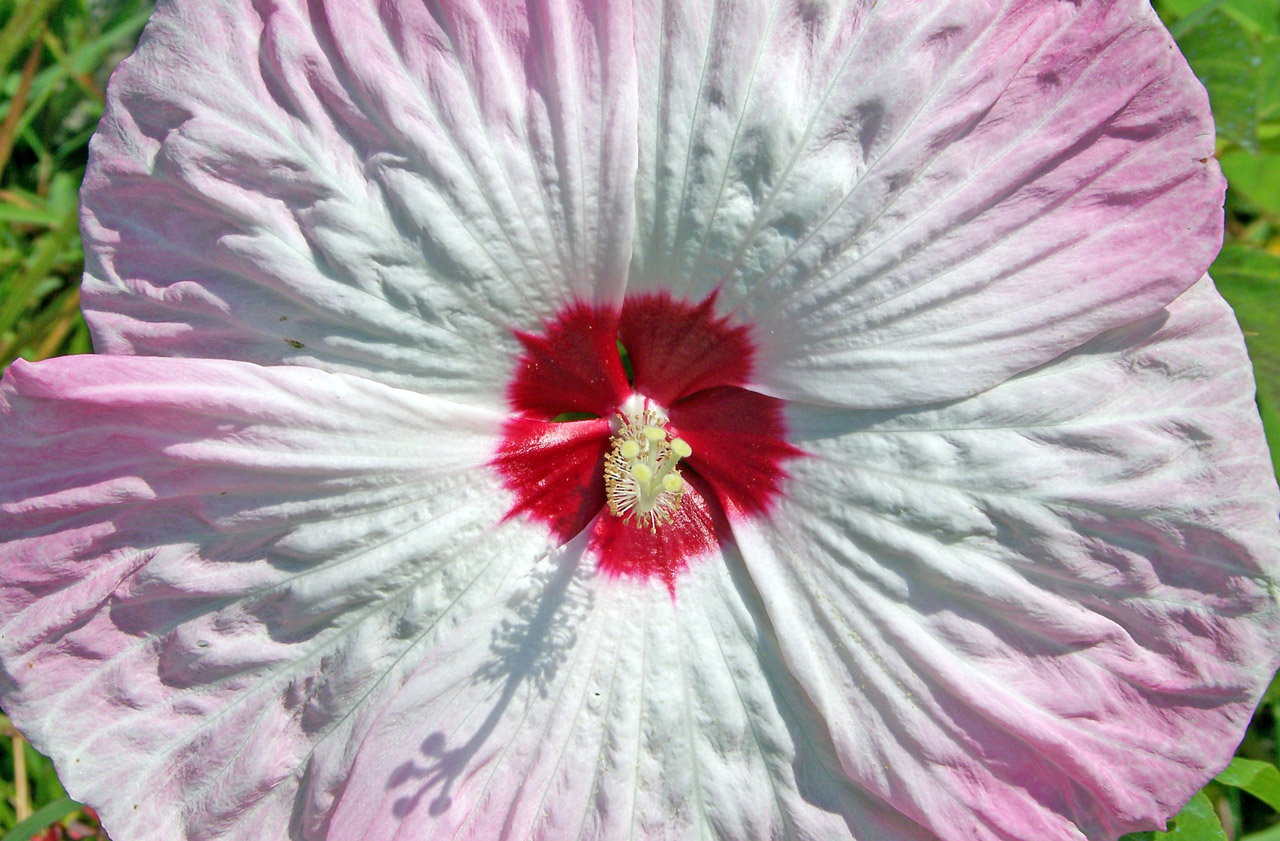 hibiscus pink white free photo