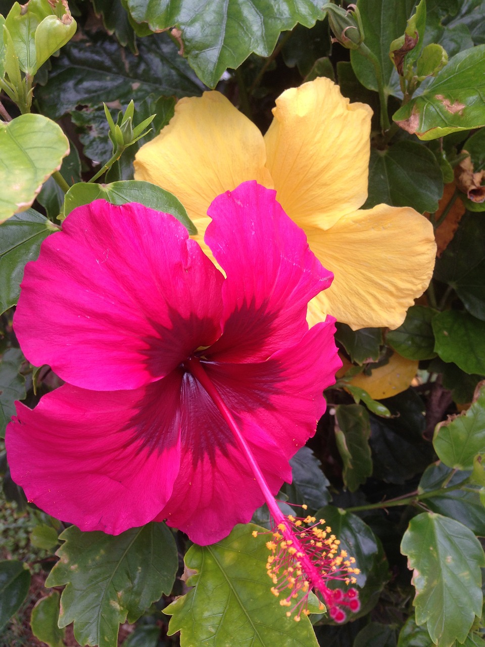 hibiscus flowers okinawa free photo