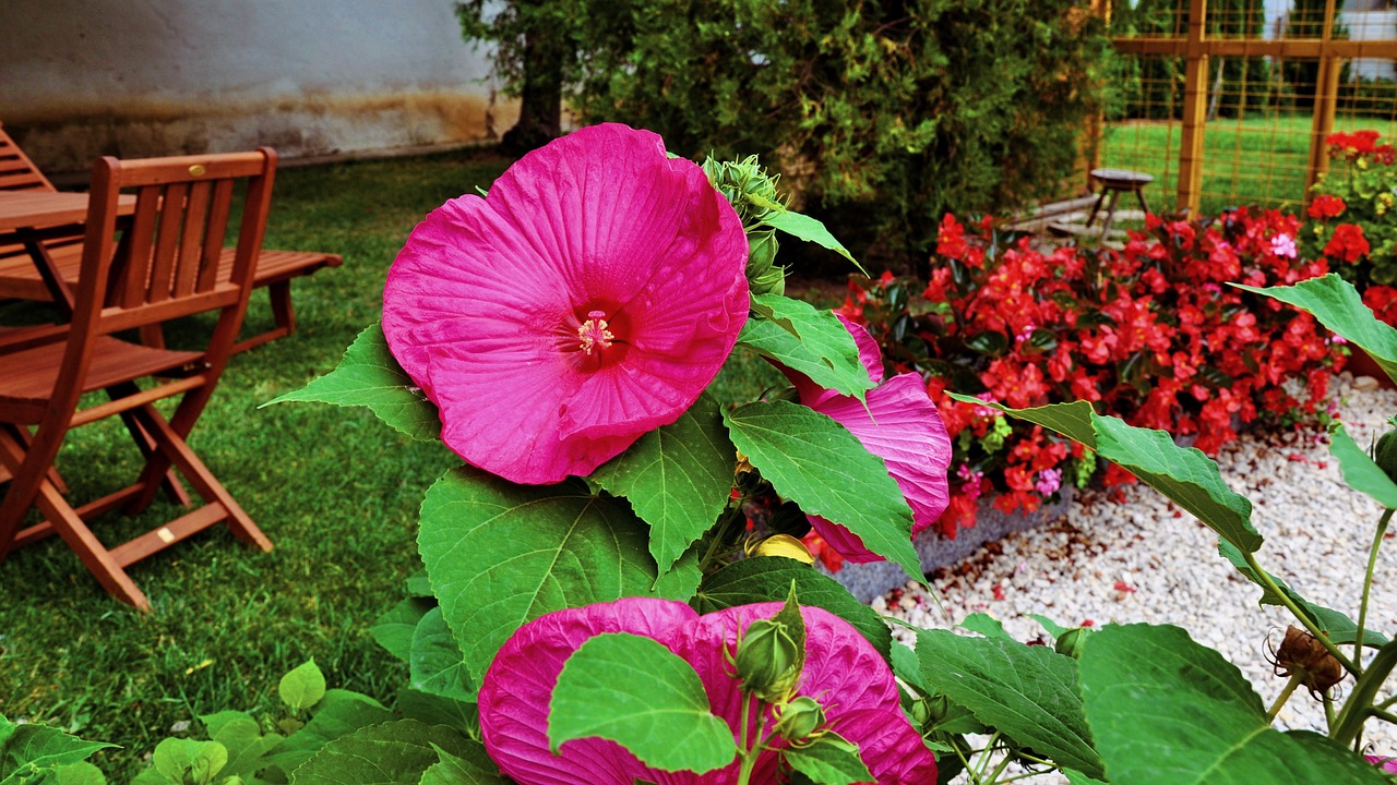 hibiscus flower garden pink free photo