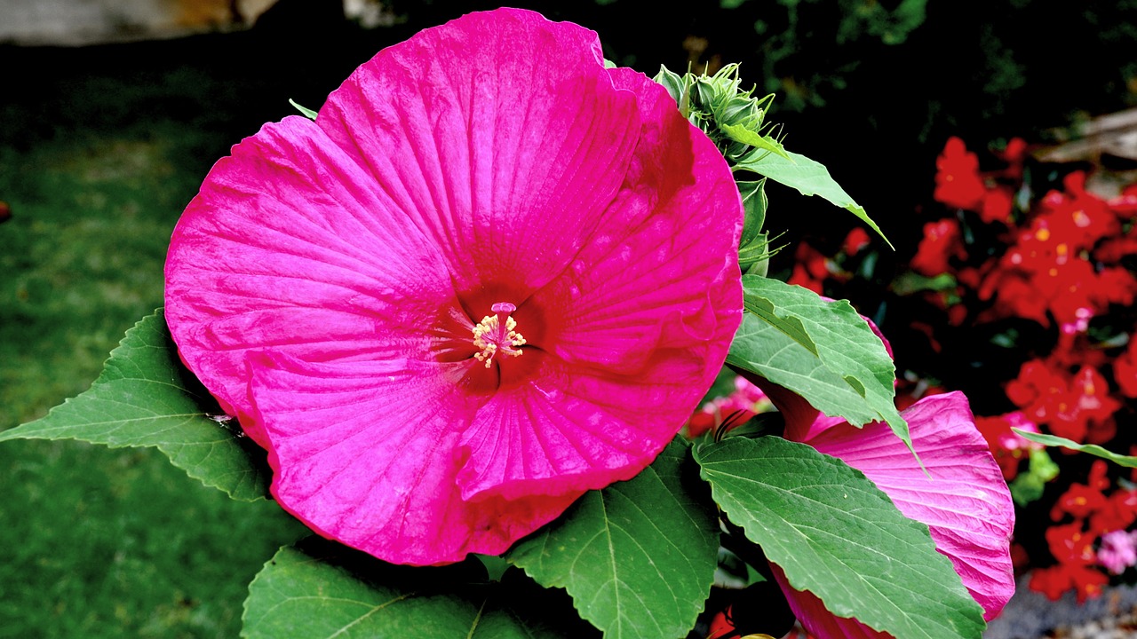 hibiscus flower garden pink free photo