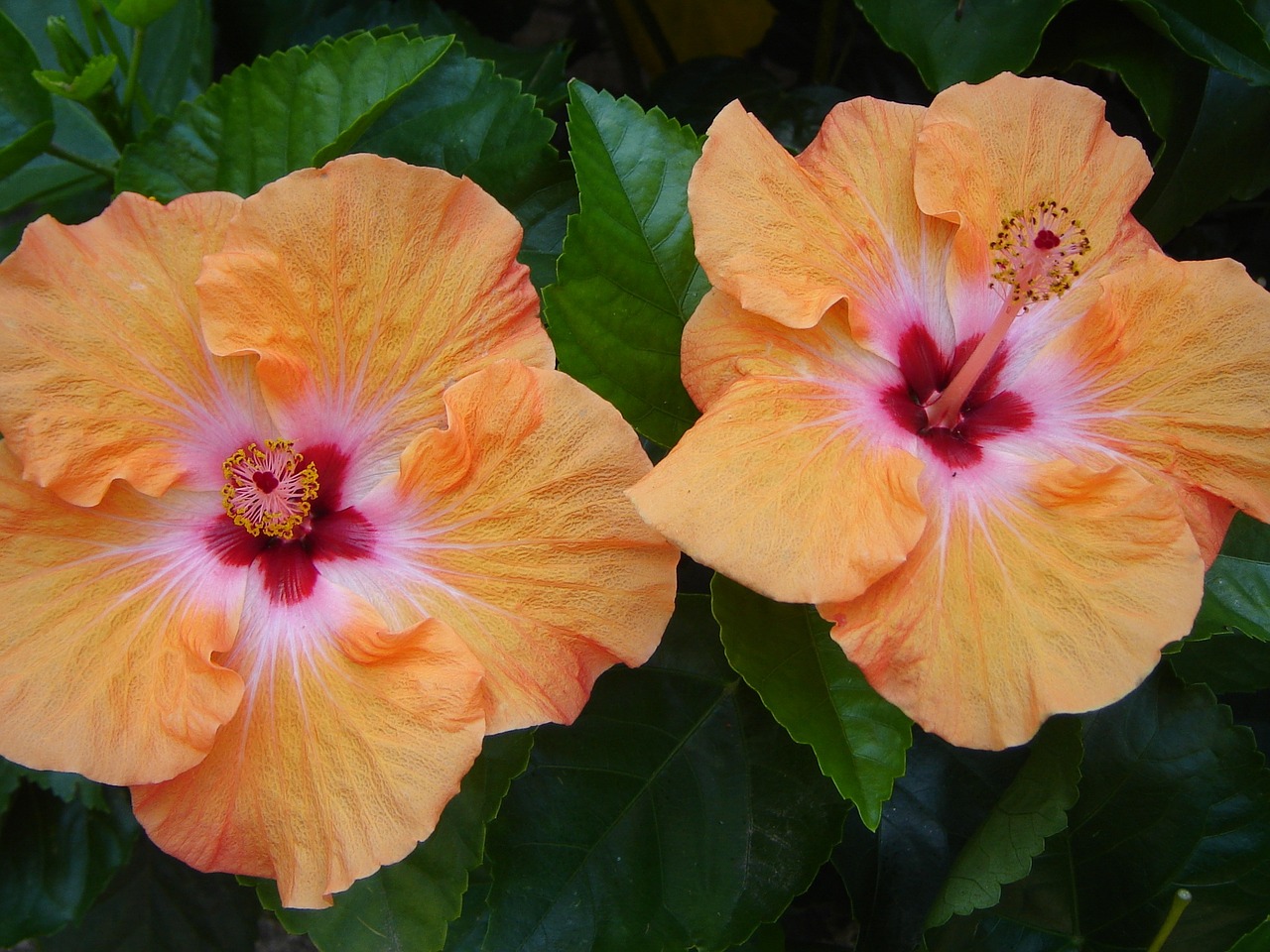 hibiscus orange flower free photo