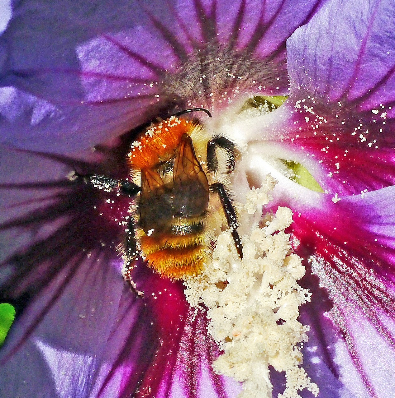 hibiscus hummel pollination free photo