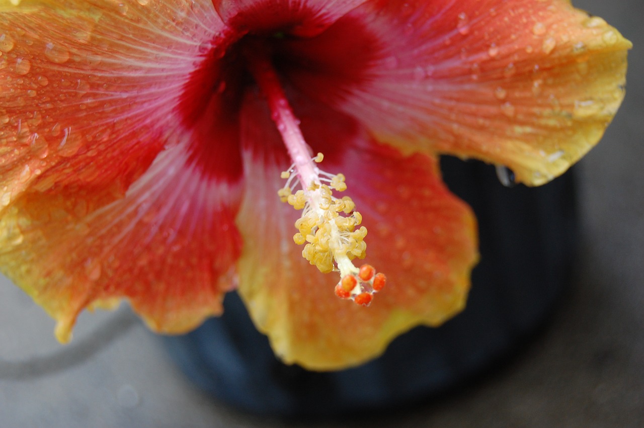 hibiscus flower hawaii free photo