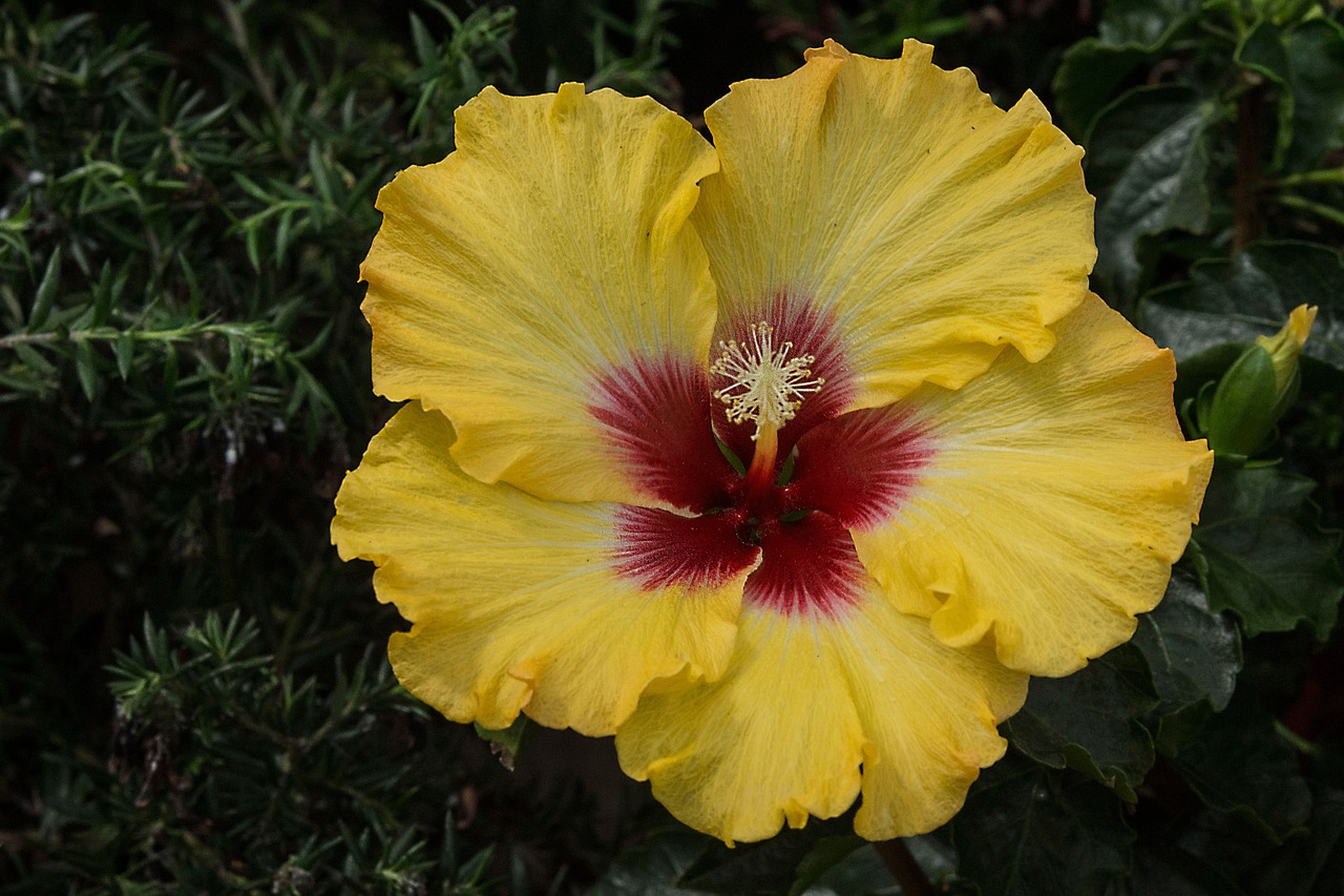 hibiscus flower blossom free photo