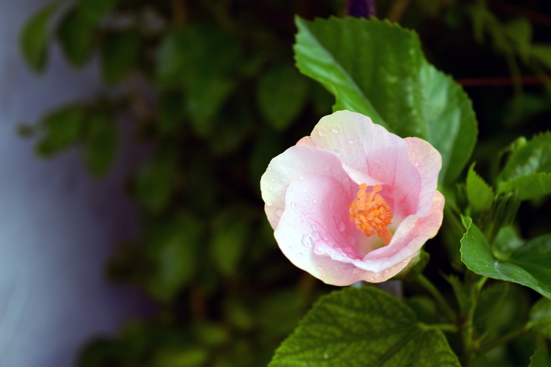 hibiscus flower nature free photo