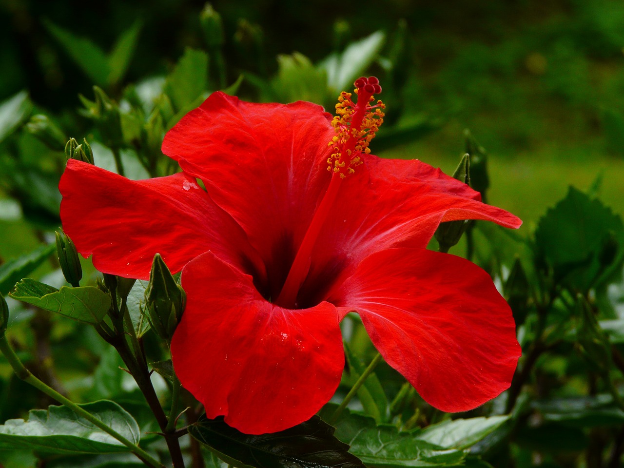 hibiscus blossom bloom free photo