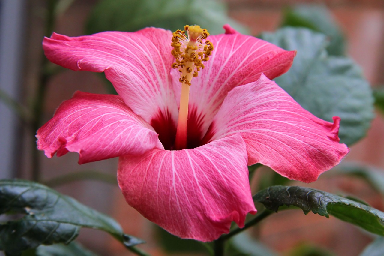 hibiscus flower bloom free photo