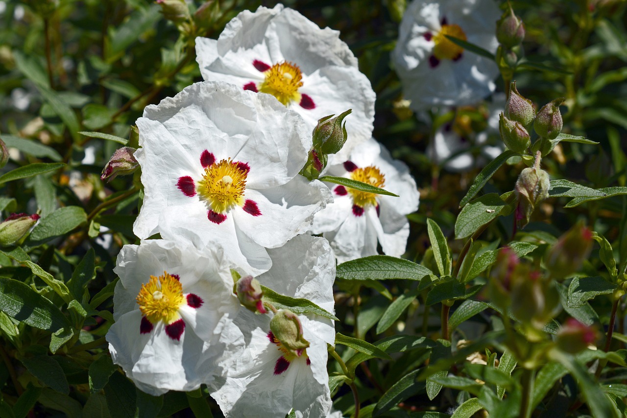 hibiscus flowers flower free photo