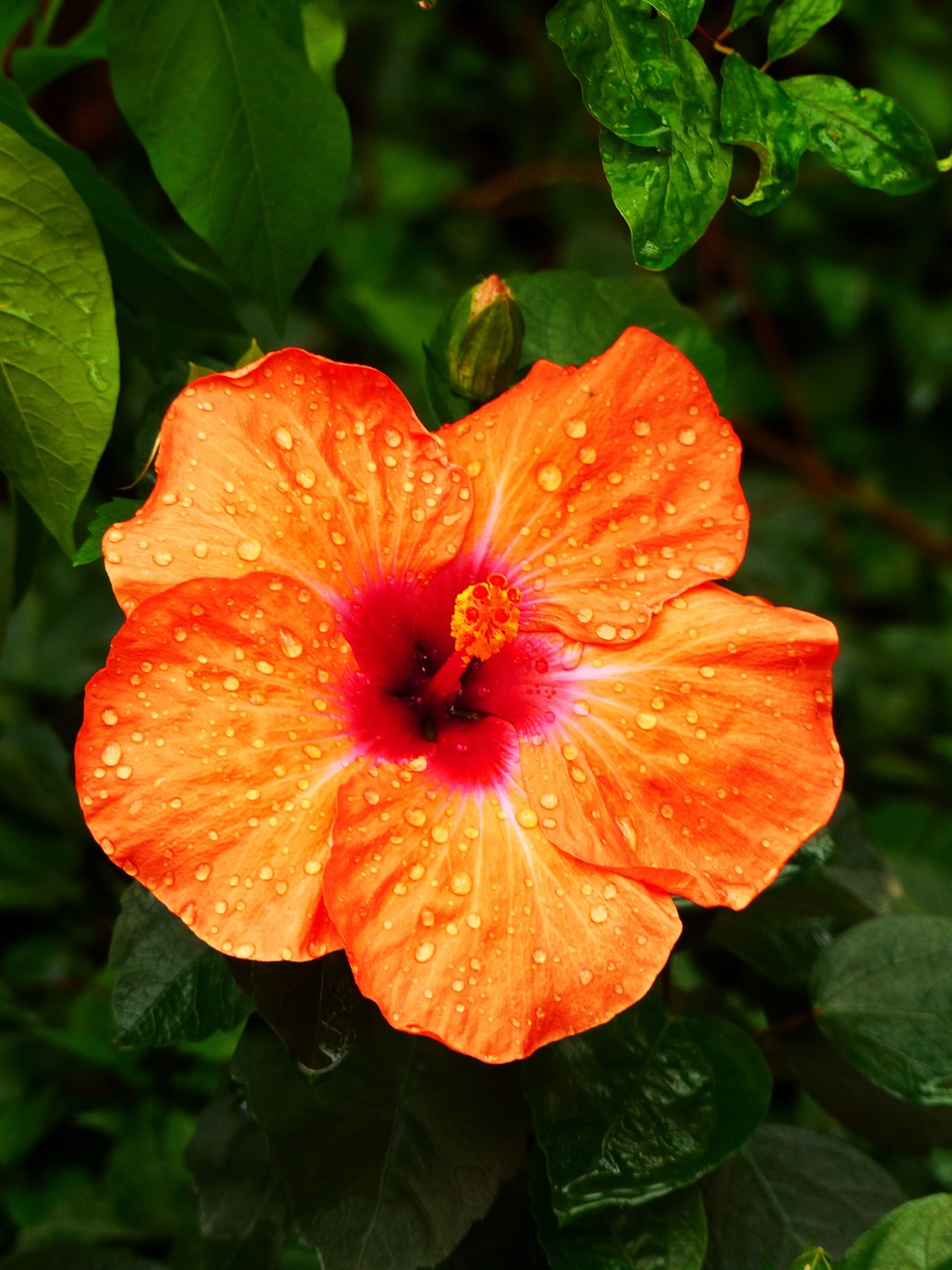 hibiscus orange nature free photo