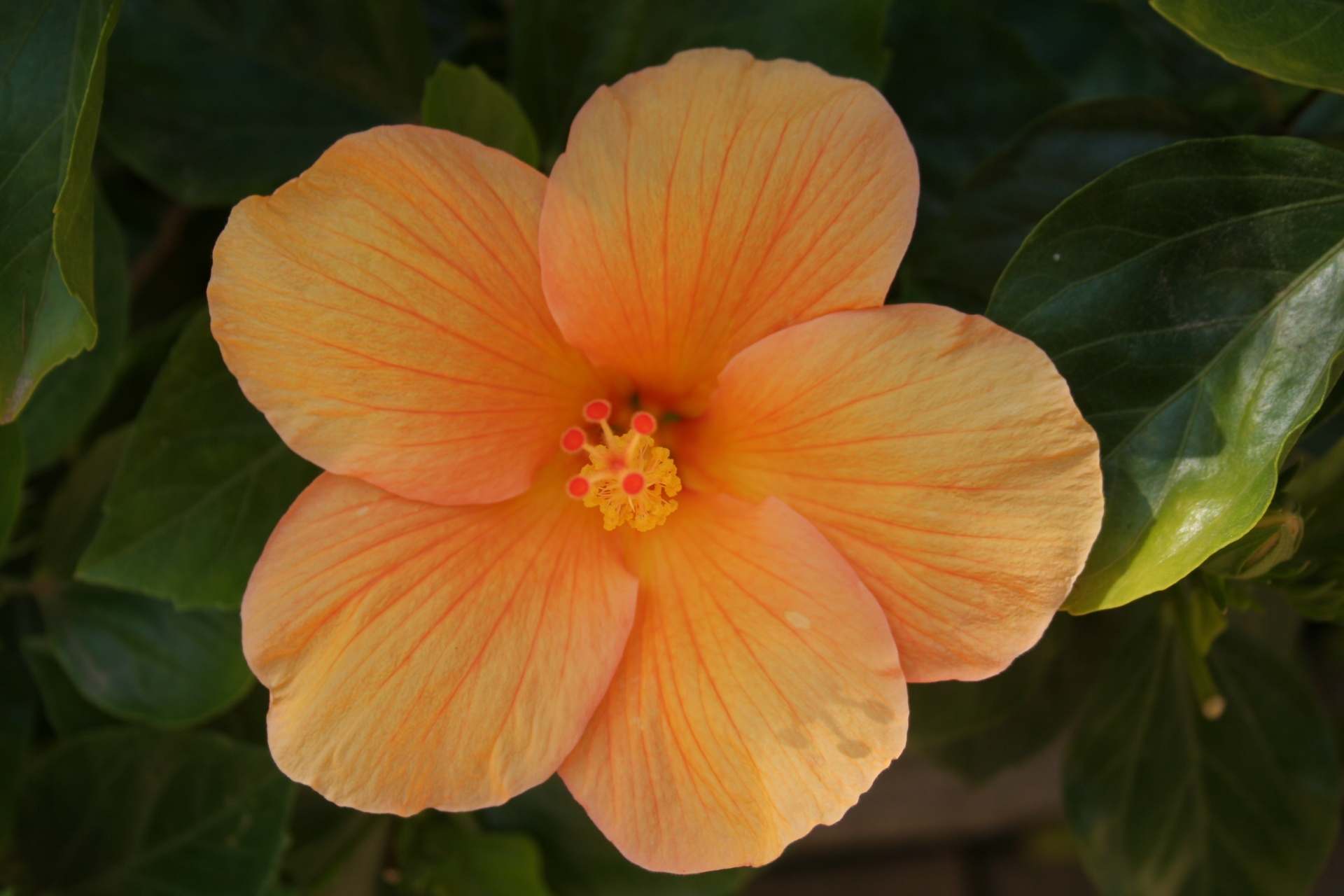 hibiscus flower peach free photo