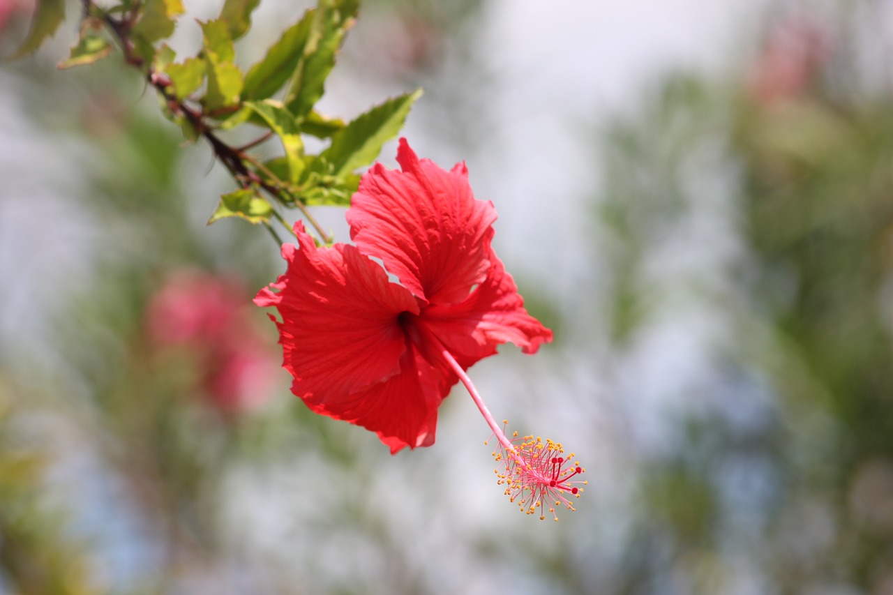 hibiscus flowers red free photo